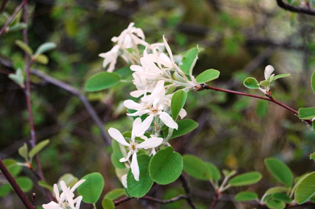 Piante sulle apuane - Amelanchier ovalis